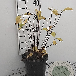 Philadelphus cor. 'Aureus' 30-40 cm 3,0L