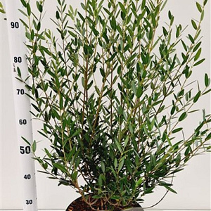 Phillyrea angustifolia 60-80 cm 7,5L