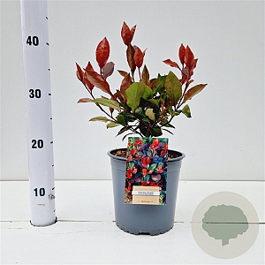 Photinia fraseri 'Little Red Robin' 20-30 cm 2,5L