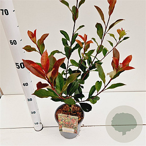 Photinia fraseri 'Robusta Compacta' 40-50 cm 2,5L