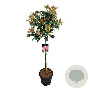 Photinia serratifolia Pink Crispy 80 cm stam 15L
