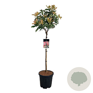 Photinia serratifolia Pink Crispy 80 cm stam 15L