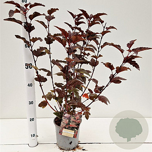 Physocarpus opulif. Lady in Red 30-40 cm 2,5L