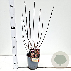 Physocarpus opulif. Lady in Red 30-40 cm 2,5L