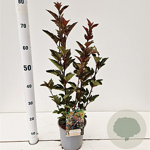 Physocarpus opulif. 'Red Baron' 30-40 cm 2,5L