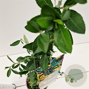 Pyracantha 'Soleil d'Or' 70-80 cm 2,5L