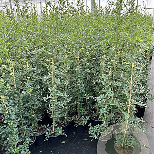 Pyracantha 'Soleil d'Or' 80-100 cm 2,5L