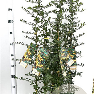 Pyracantha 'Soleil d'Or' 80-100 cm 2,5L