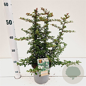 Pyracantha 'Teton' 30-40 cm 2,5L