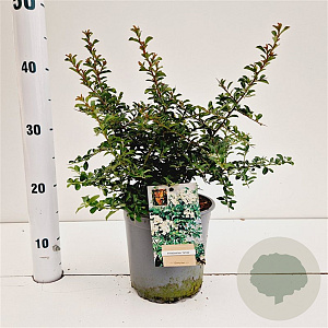 Pyracantha 'Teton' 30-40 cm 2,5L