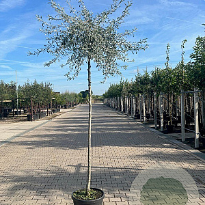 Pyrus salicifolia 'Pendula' 14-16 HO 45L 225 cm stam