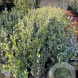 Quercus ilex 50-70 cm 3,0L