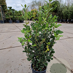 Quercus ilex 60-80 cm 3,0L