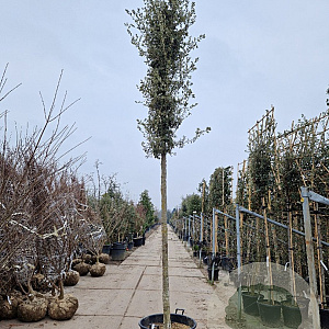 Quercus ilex 20-25 HO container