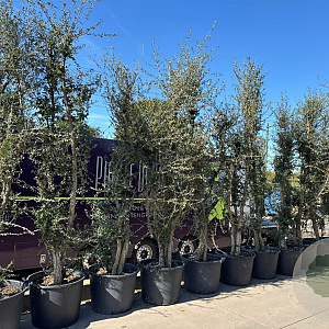 Quercus suber 250-300 cm cont. 130L meerstammig