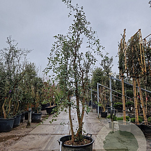 Quercus suber 250-300 cm cont. 130L meerstammig