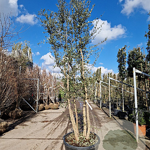 Quercus suber 250-300 cm cont. 130L meerstammig