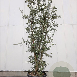 Quercus suber 300-350 cm container meerstammig