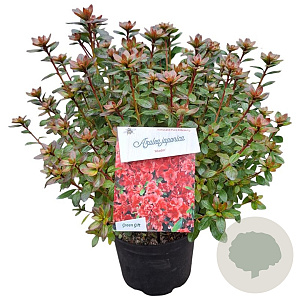 Rhododendron (AJ) 'Aladdin' 25-30 cm 4,0L