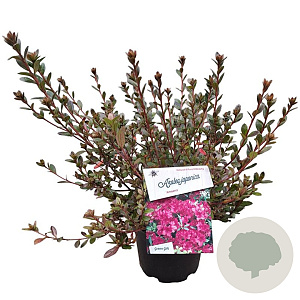 Rhododendron (AJ) 'Amoenum' 20-25 cm 2,0L