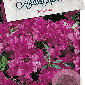 Rhododendron (AJ) 'Amoenum' 50-60 cm 20L