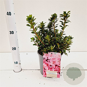 Rhododendron (AJ) 'Anne Frank' 20-30 cm 2,5L