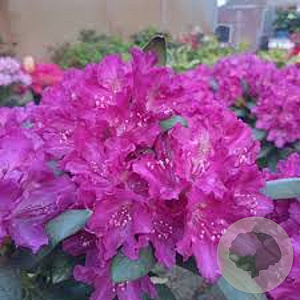 Rhododendron (Y) 'B. Lupin. Laguna' 40-50 cm 10L