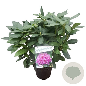 Rhododendron 'Delta' 30-40 cm 5,0L struik