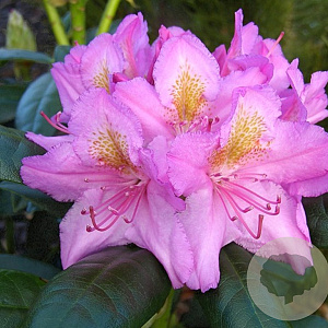 Rhododendron 'Delta' 50-60 cm 10L