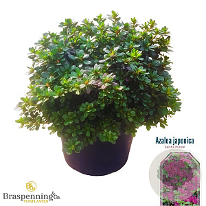 Rhododendron (AJ) Geisha Purple 40-50 cm 10L