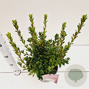 Rhododendron (AJ) Geisha Red 20-30 cm 2,5L