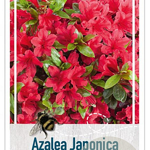 Rhododendron (AJ) Geisha Red 25-30 cm 4,0L
