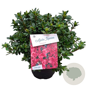 Rhododendron (AJ) Geisha Red 25-30 cm 4,0L