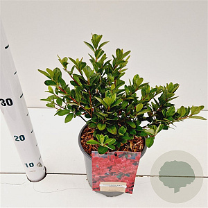 Rhododendron (AJ) 'Moederkensdag' 25-30 cm 2,5L