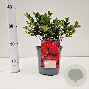 Rhododendron (AJ) 'Moederkensdag' 25-30 cm 2,5L