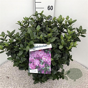 Rhododendron 'Praecox' 40-50 cm 10L
