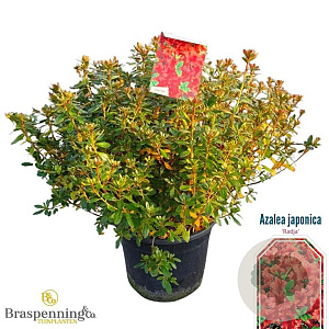 Rhododendron (AJ) 'Radja' 50-60 cm 20L