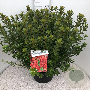 Rhododendron (AJ) 'Radja' 50-60 cm 20L