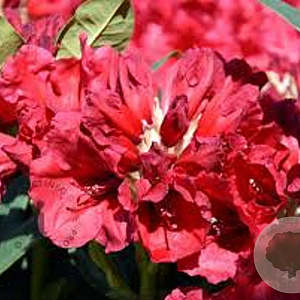 Rhododendron 'Red Jack' 70-80 cm 40L