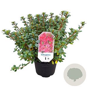 Rhododendron 'Vera Maja' 25-30 cm 4,0L