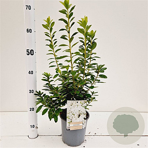 Rhododendron (AJ) 'White Lady' 25-30 cm 2,5L