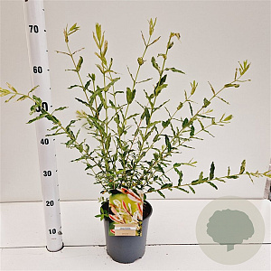 Salix integra 'Hakuro-nishiki' 40-50 cm 2,5L