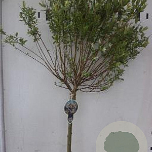 Salix integra 'Hakuro-nishiki' 120 cm stam 7,5L