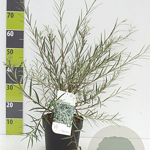 Salix rosmarinifolia 60-80 cm 4,5L