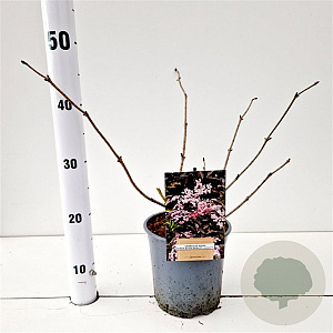 Sambucus nigra Black Beauty 30-40 cm 2,5L