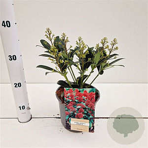 Skimmia j. 'Rubinetta' 20-25 cm 2,0L