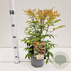 Sorbaria sorbif. 'Sem' 30-40 cm 2,5L