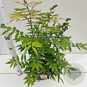 Sorbaria sorbif. 'Sem' 40-50 cm 2,5L