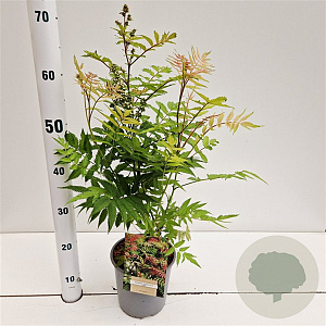 Sorbaria sorbif. 'Sem' 40-50 cm 2,5L