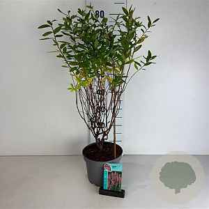 Spiraea billardii 50-60 cm 35L
